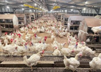 Kementan Perkuat Pengaturan Produksi Ayam, Jaga Harga dan Lindungi Peternak