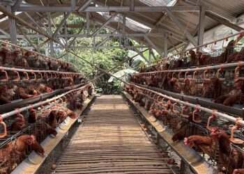 Kendalikan Fluktuasi Harga Ayam, Kementan Dorong Asosiasi Jaga Stablitas Harga di Tingkat Peternak