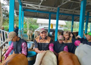 Komite II DPD RI Dukung Kementan Perkuat IB, Peternak Rasakan Manfaat Langsung