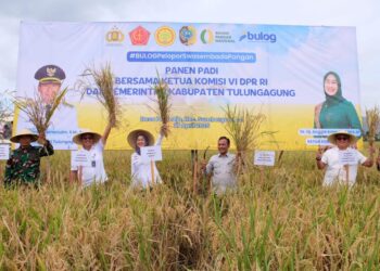 Bulog Optimalkan Serapan Panen Raya Tulungagung Perkuat Ketahanan Pangan  Nasional