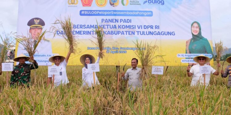 Bulog Optimalkan Serapan Panen Raya Tulungagung Perkuat Ketahanan Pangan Nasional