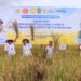 Bulog Optimalkan Serapan Panen Raya Tulungagung Perkuat Ketahanan Pangan Nasional
