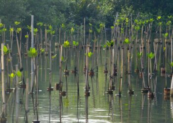 Sinergi KKP Tingkatkan Kualitas Ekosistem Karbon Biru di Pesisir Jakarta