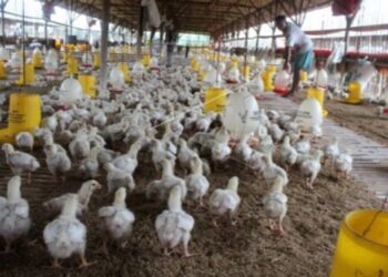 Kementan Bergerak Cepat Stabilkan Harga Ayam Hidup, Asosiasi Peternak Siap Kawal di Lapangan