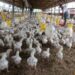 Kementan Bergerak Cepat Stabilkan Harga Ayam Hidup, Asosiasi Peternak Siap Kawal di Lapangan