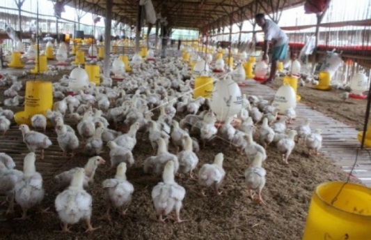 Kementan Bergerak Cepat Stabilkan Harga Ayam Hidup, Asosiasi Peternak Siap Kawal di Lapangan
