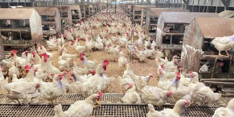 Hilirisasi Ayam Digenjot, Bima Berpotensi Jadi Pusat Produksi Unggas untuk Kawasan Timur