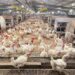 Hilirisasi Ayam Digenjot, Bima Berpotensi Jadi Pusat Produksi Unggas untuk Kawasan Timur