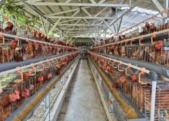 Kementan Perkuat Stabilitas Harga Telur, Asosiasi Pastikan Kondisi Peternak Tetap Kondusif