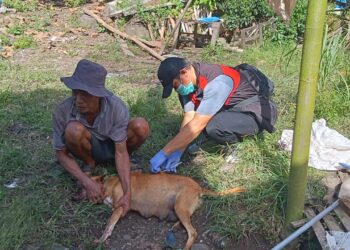 Kementan Gerak Cepat Tangani Kasus Rabies di Maros, Vaksin Darurat Langsung Diterjunkan