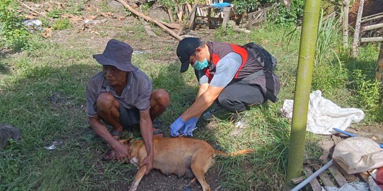 Kementan Gerak Cepat Tangani Kasus Rabies di Maros, Vaksin Darurat Langsung Diterjunkan