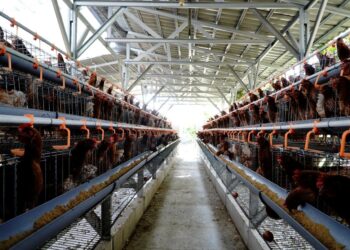 Kementan: Peternak Rakyat Tetap Jadi Prioritas dalam Pengembangan Industri Ayam Nasional