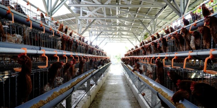 Kementan: Peternak Rakyat Tetap Jadi Prioritas dalam Pengembangan Industri Ayam Nasional