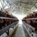 Kementan: Peternak Rakyat Tetap Jadi Prioritas dalam Pengembangan Industri Ayam Nasional