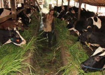 Pastikan Stok Aman, Kementan-Kemenkes Perkuat Pengawasan Hewan Kurban