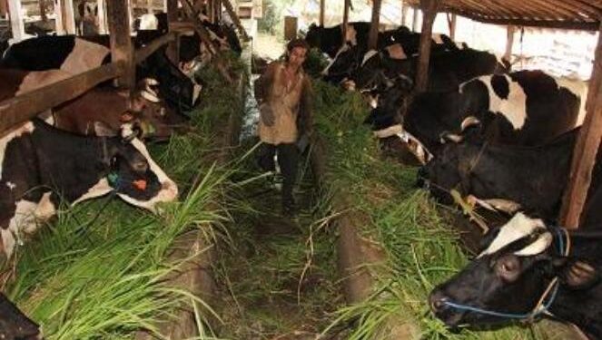 Pastikan Stok Aman, Kementan-Kemenkes Perkuat Pengawasan Hewan Kurban