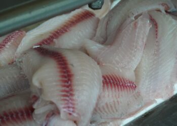 Tilapia Jadi Komoditas Andalan  Baru Indonesia Tembus Pasar Perikanan Eropa