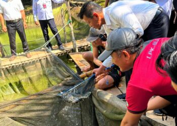 Panen Perdana Budidaya Lele Dukung Program Swasembada Ikan di Kabupaten Lahat