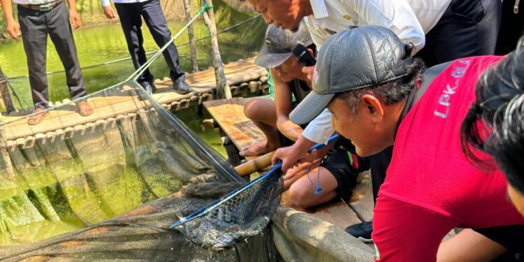 Panen Perdana Budidaya Lele Dukung Program Swasembada Ikan di Kabupaten Lahat