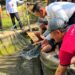 Panen Perdana Budidaya Lele Dukung Program Swasembada Ikan di Kabupaten Lahat