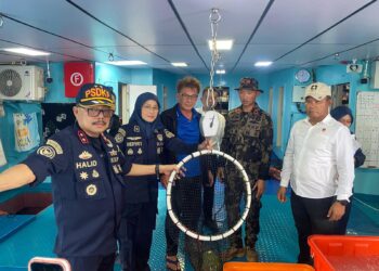 KKP Lepasliarkan 1.300 Ekor Ikan Napoleon Barang Bukti Penyelundupan ke Hong Kong