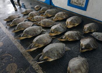KKP Lepasliarkan 21 Penyu Hijau yang Terancam Punah ke Habitat Aslinya