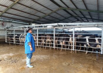 Balai Kementan Dorong Tata Kelola yang Bersih Hingga Produksi Susu Naik Dua Kali Lipat