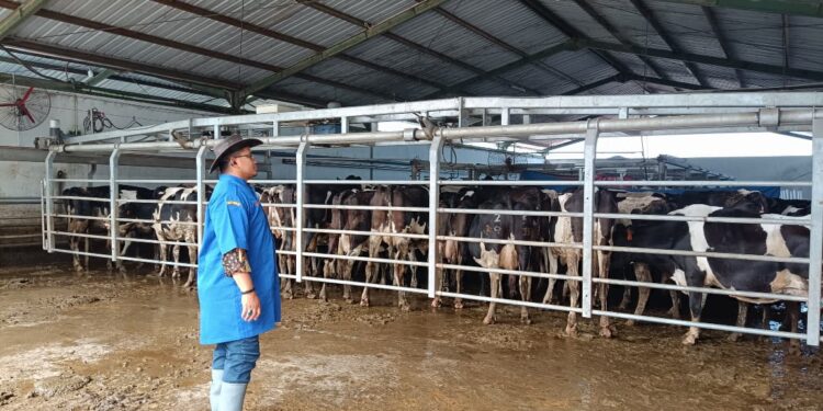 Balai Kementan Dorong Tata Kelola yang Bersih Hingga Produksi Susu Naik Dua Kali Lipat