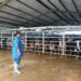 Balai Kementan Dorong Tata Kelola yang Bersih Hingga Produksi Susu Naik Dua Kali Lipat