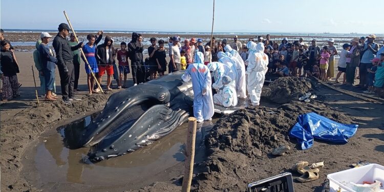 KKP Bersama Tim Gabungan Tangani Paus Bungkuk Terdampar di Pantai Perancak Bali