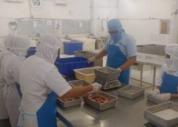 Sertifikasi Mutu KKP Dorong Belut Kalimantan Tembus Pasar Global