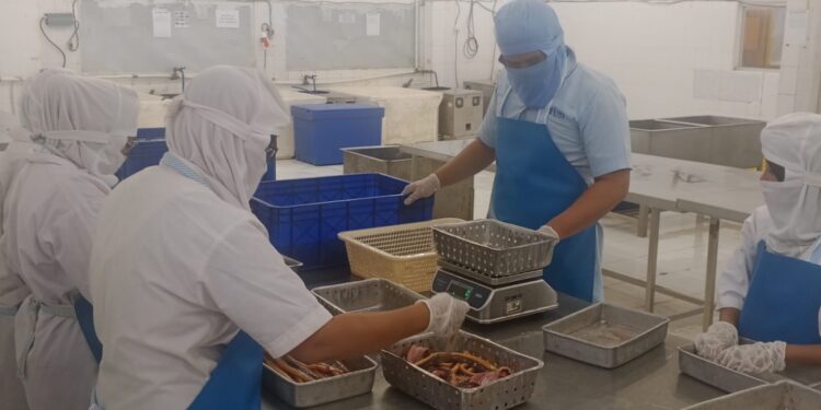 Sertifikasi Mutu KKP Dorong Belut Kalimantan Tembus Pasar Global