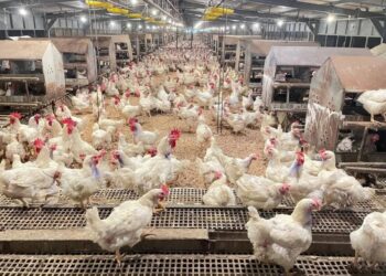 Kementan Percepat Perlindungan Peternak Rakyat Akibat Tekanan Harga Telur