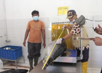 Tarif 0 Persen Tuna Cakalang ke Jepang, KKP Jaga Kualitas Rantai Produksi Perikanan