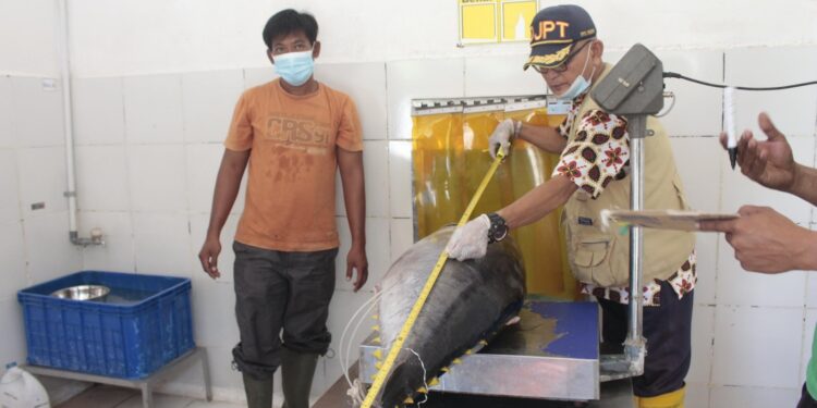 Tarif 0 Persen Tuna Cakalang ke Jepang, KKP Jaga Kualitas Rantai Produksi Perikanan