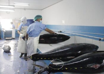 KKP Perkuat Sistem Pemantauan & Ketertelusuran Perikanan Tuna