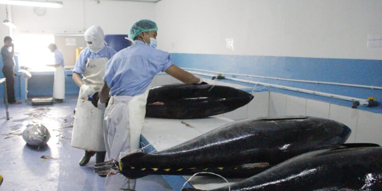 KKP Perkuat Sistem Pemantauan & Ketertelusuran Perikanan Tuna