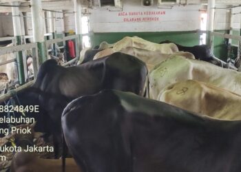 Kementan Siapkan KM Camara Nusantara I Angkut 200 Sapi Perah untuk Percepat Swasembada Susu