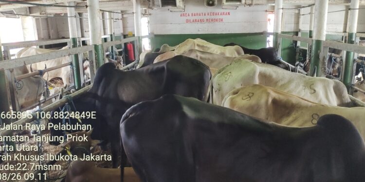 Kementan Siapkan KM Camara Nusantara I Angkut 200 Sapi Perah untuk Percepat Swasembada Susu