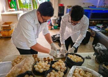Sinergi KKP Tangani 1.286 Telur Penyu di Sambas
