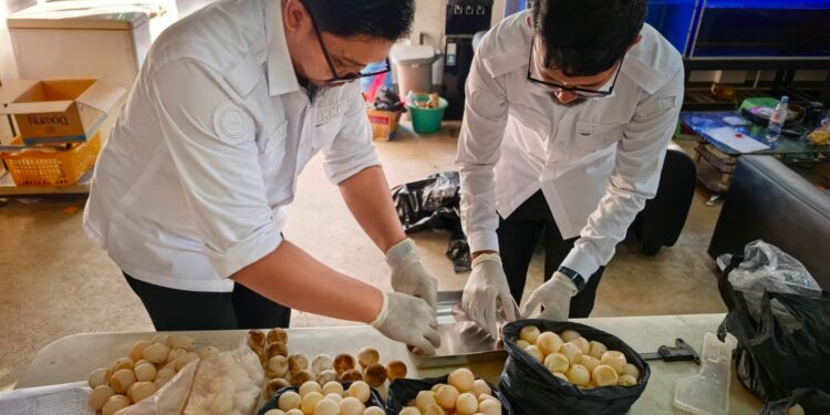 Sinergi KKP Tangani 1.286 Telur Penyu di Sambas