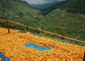 Mentan Amran Pastikan Ketersediaan Jagung SPHP dan Tekan Harga Pakan Demi Peternak Rakyat