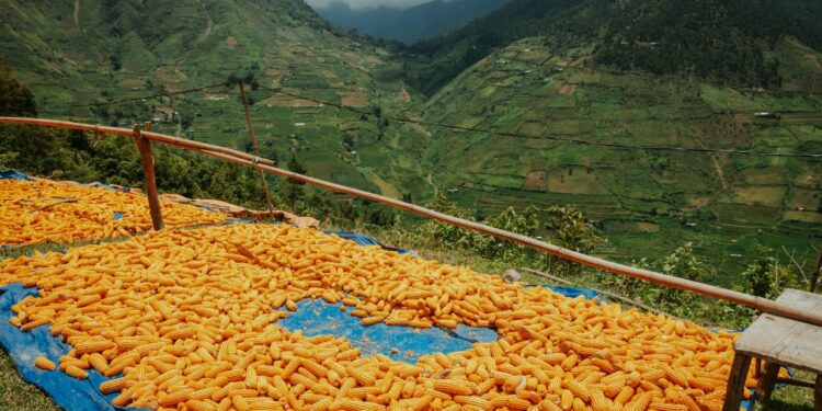 Mentan Amran Pastikan Ketersediaan Jagung SPHP dan Tekan Harga Pakan Demi Peternak Rakyat