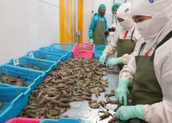 KKP Prioritaskan Produk Dalam Negeri untuk Industri Udang Nasional