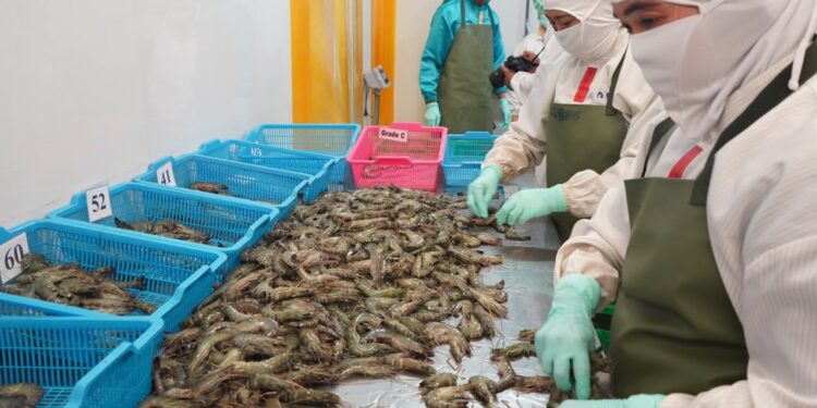 KKP Prioritaskan Produk Dalam Negeri untuk Industri Udang Nasional