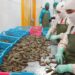 KKP Prioritaskan Produk Dalam Negeri untuk Industri Udang Nasional