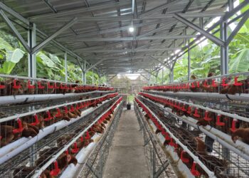Mentan Amran Ambil Langkah Konkret Lindungi Peternak Ayam Ras Petelur