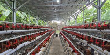 Mentan Amran Ambil Langkah Konkret Lindungi Peternak Ayam Ras Petelur