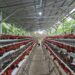 Mentan Amran Ambil Langkah Konkret Lindungi Peternak Ayam Ras Petelur