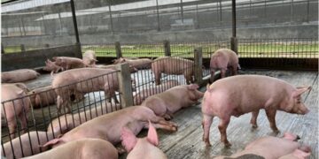 Kementan Serap Aspirasi GUPBI, Perkuat Langkah untuk Peternakan Babi Rakyat